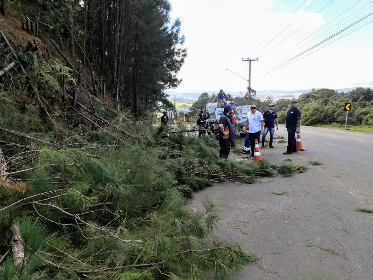 Prefeitura de Lages Pinheirinhos são suprimidos de margem de avenida por questão de segurança