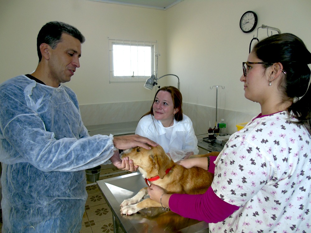 Prefeitura de Lages Primeiro mutirão de castração de animais da área rural marcado para dia 27 de julho 