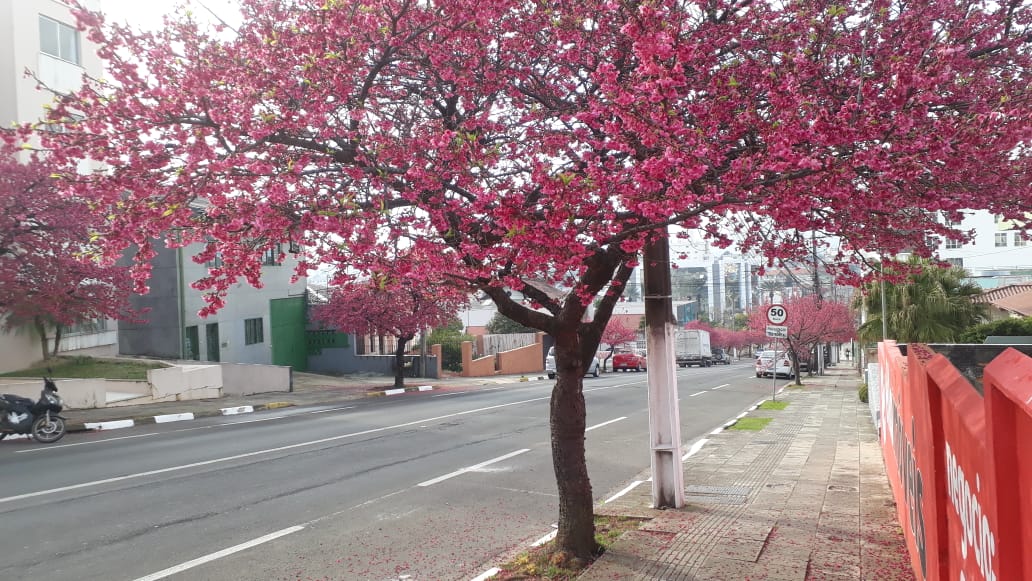 Prefeitura de Lages Lages e a bela florada das cerejeiras