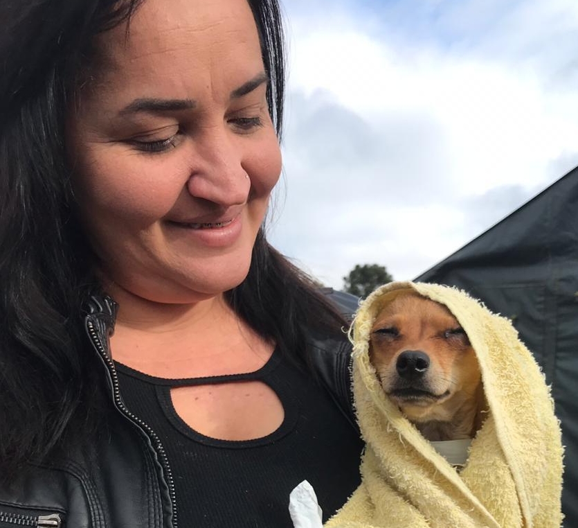 Prefeitura de Lages Programa Qualifica Melhor Lages abre curso inédito de primeiros socorros para animais domésticos 