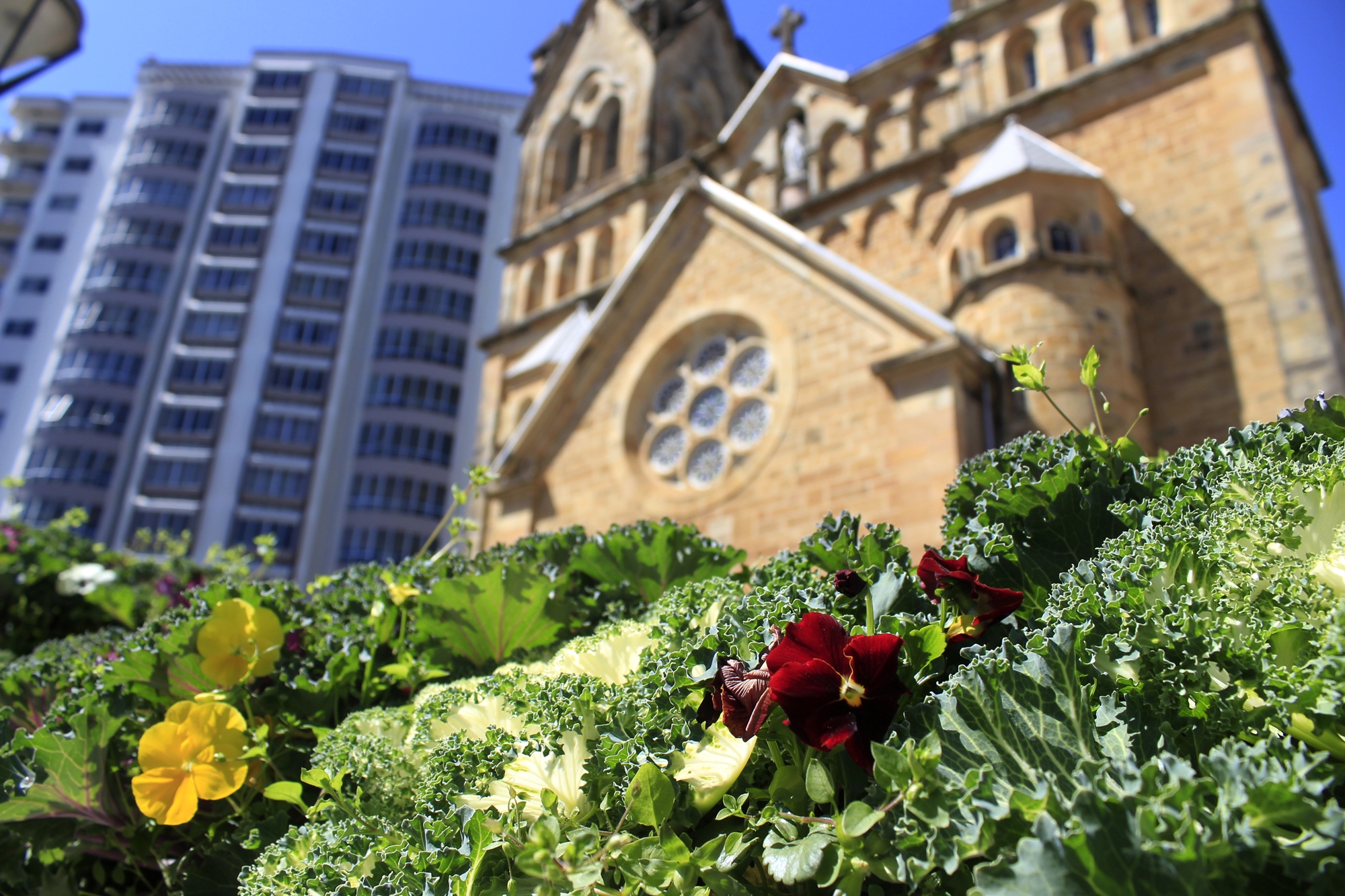 Prefeitura de Lages Flores de inverno embelezam as ruas de Lages 