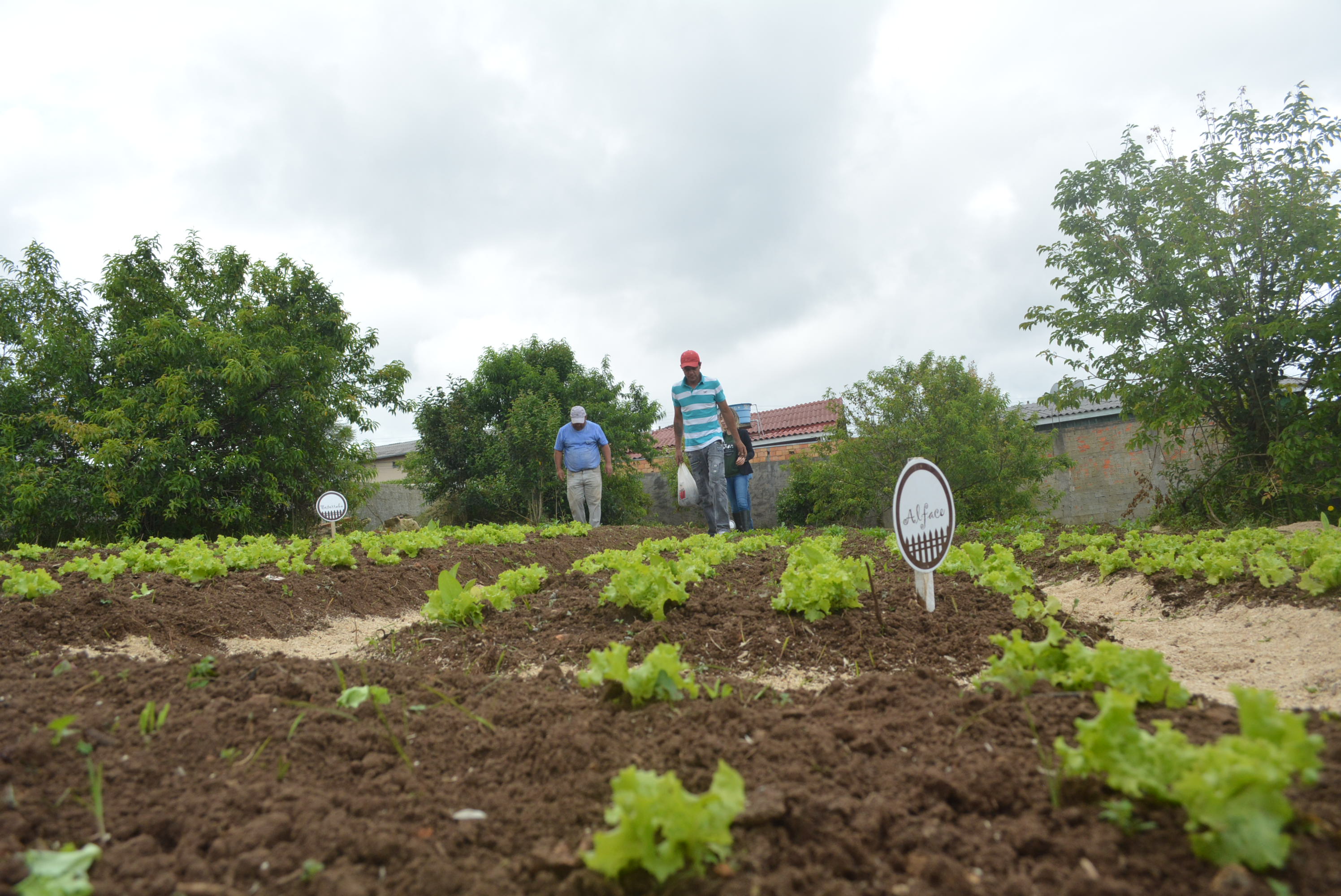 Prefeitura de Lages Projeto Colheita Feliz se expande para a 47ª horta comunitária e contempla Caravágio com 2.500 mudas de verduras e temperos 