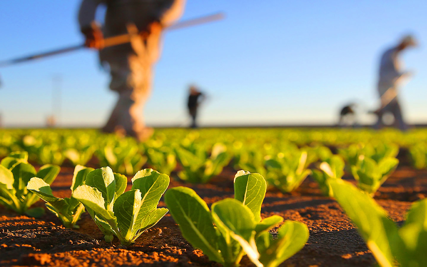 Prefeitura de Lages Secretaria da Agricultura e Pesca informa horário especial de atendimento ao público no período de final e começo de ano 