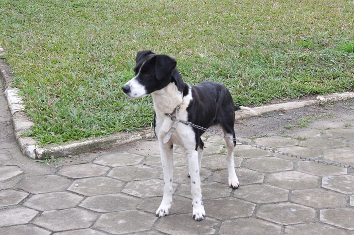 Prefeitura de Lages Dezembro Verde em Lages chama a atenção para cuidados com animais de estimação