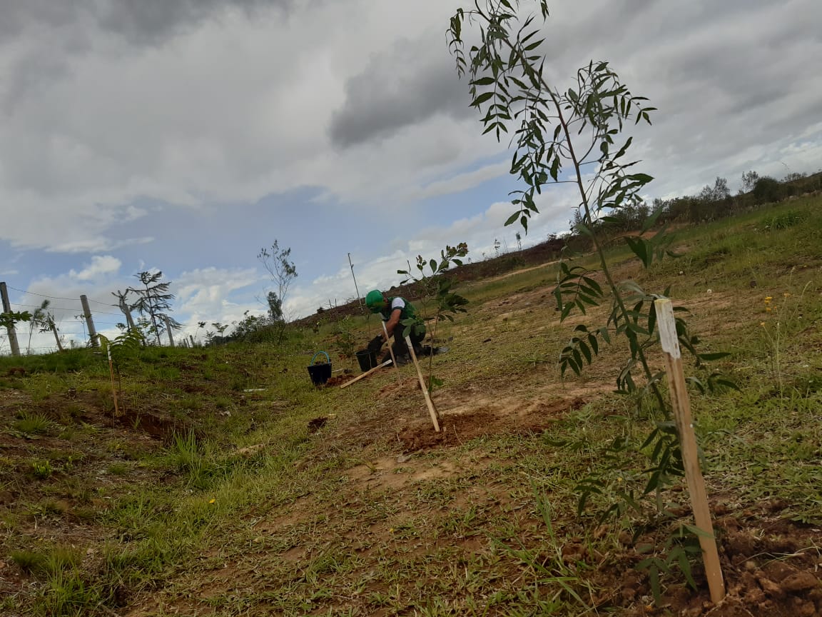 Prefeitura de Lages Parque Natural é agraciado com novos 16 mil exemplares típicos da Serra Catarinense em razão de plantio compensatório pela Autopista Planalto Sul/Arteris 