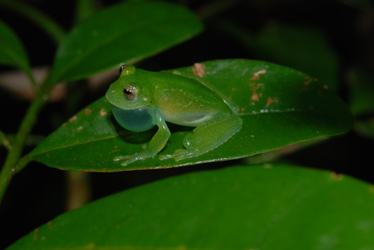 Prefeitura de Lages Zoólogo especialista em anfíbios e répteis explora biodiversidade do Parque Natural João José Theodoro da Costa Neto 