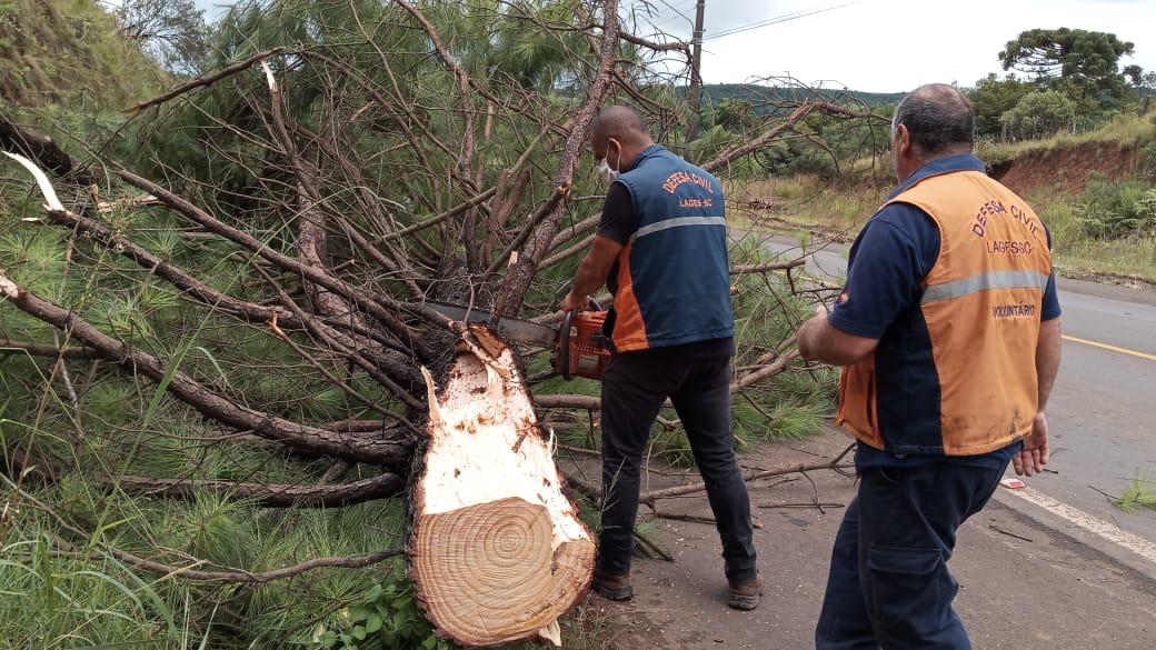 Prefeitura de Lages Defesa Civil atua de forma preventiva e retira árvores de pinus inclinadas à margem da avenida Santa Catarina, acesso à BR-116 