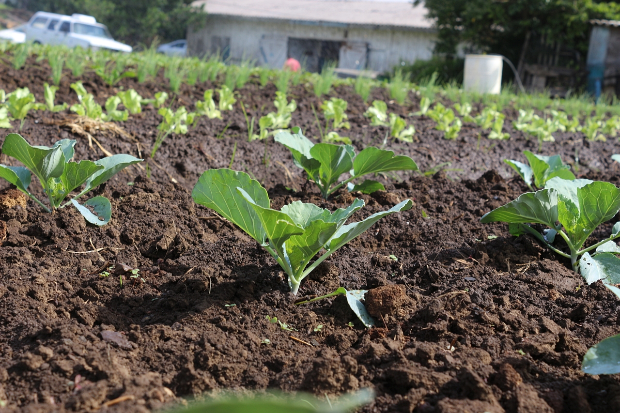 Prefeitura de Lages Prefeitura incentiva cultivo de hortas comunitárias