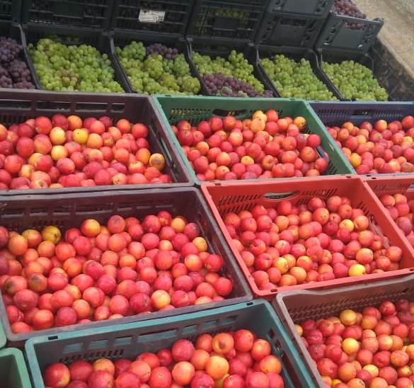 Prefeitura de Lages Banco de Alimentos recebe oito toneladas de alimentos do Programa de Aquisição de Alimentos para destinar às famílias e indivíduos atendidos pelos serviços socioassistenciais da Secretaria da Assistência Social e Habitação 