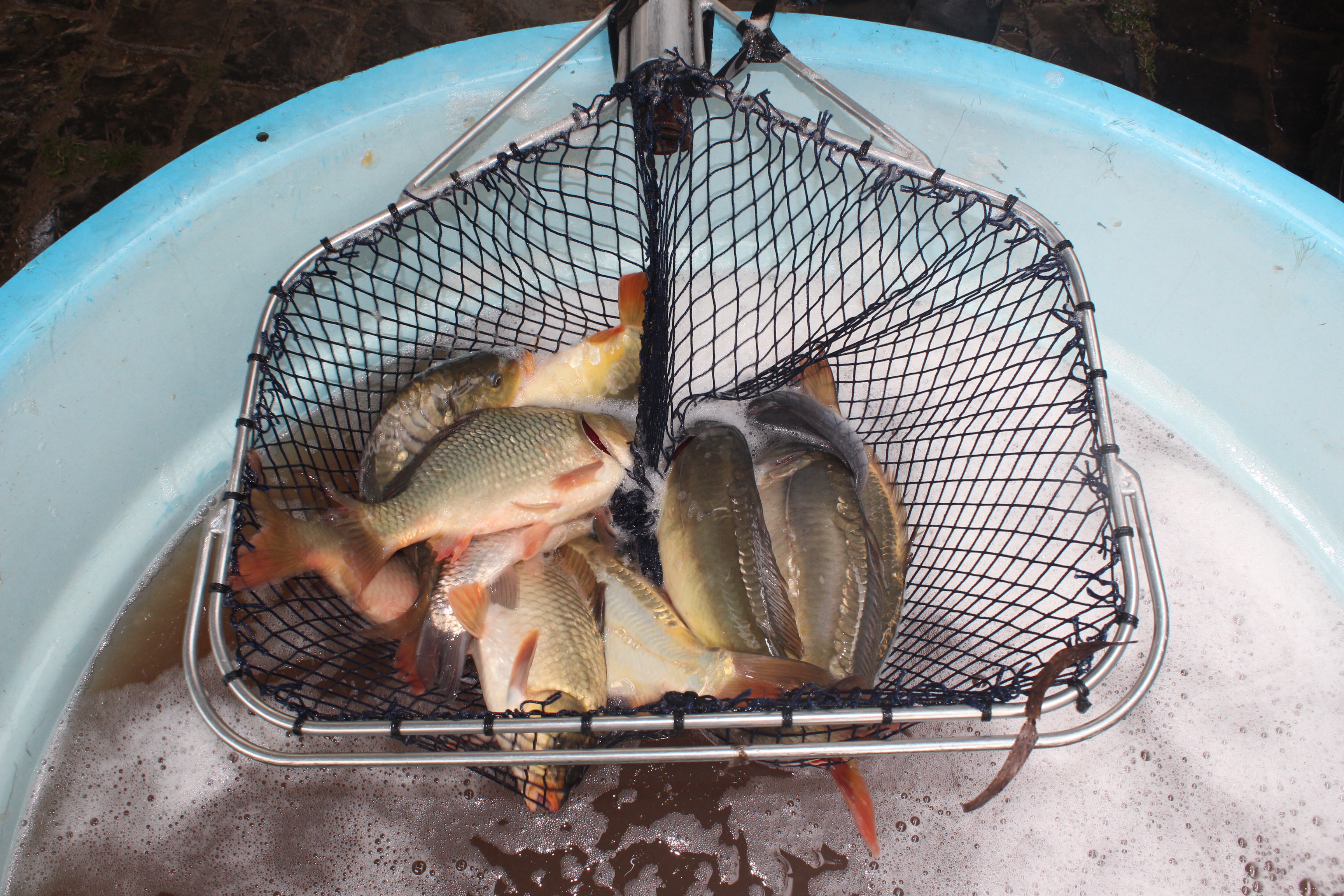 Prefeitura de Lages Tradicional Feira do Peixe Vivo é cancelada devido à pandemia