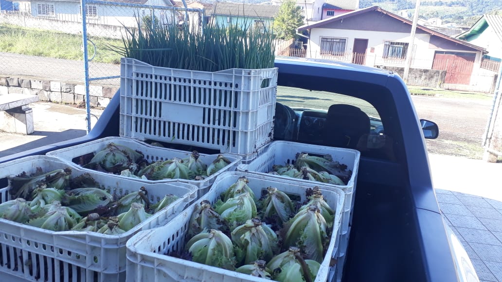 Prefeitura de Lages Vegetais frescos são cultivados e entregues pela Secretaria da Agricultura e Pesca ao Banco de Alimentos 