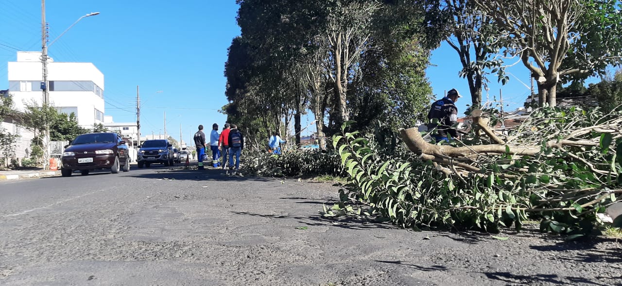 Prefeitura de Lages Secretaria do Meio Ambiente realiza poda das árvores ao longo da avenida Carahá