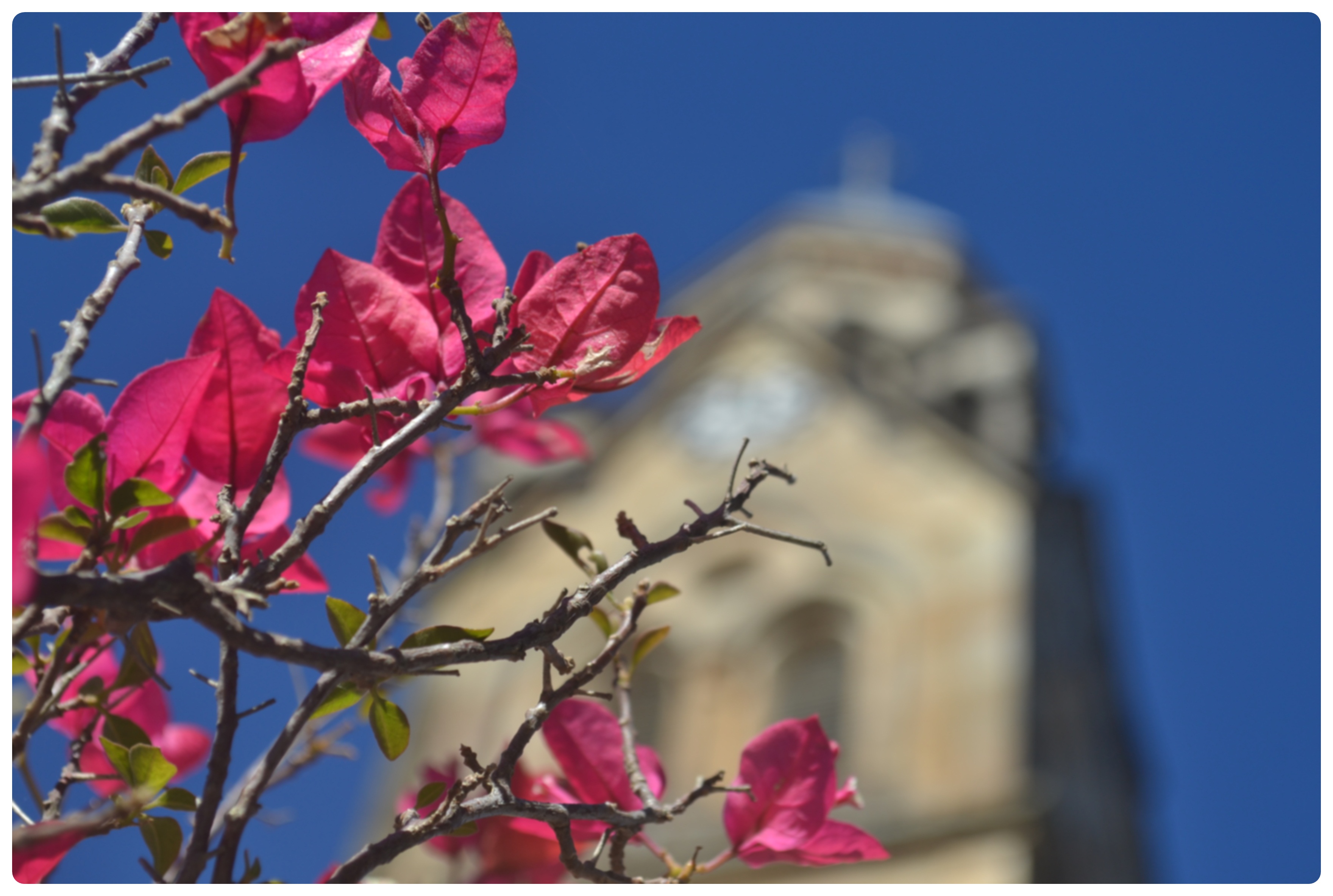 Prefeitura de Lages Lages tem inverno mais florido