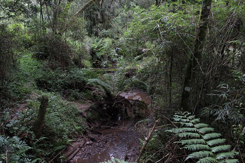 Prefeitura de Lages  No Mês do Meio Ambiente, acadêmicos lançam meios didáticos super modernos para revestir crianças e adolescentes de conhecimentos ecológicos