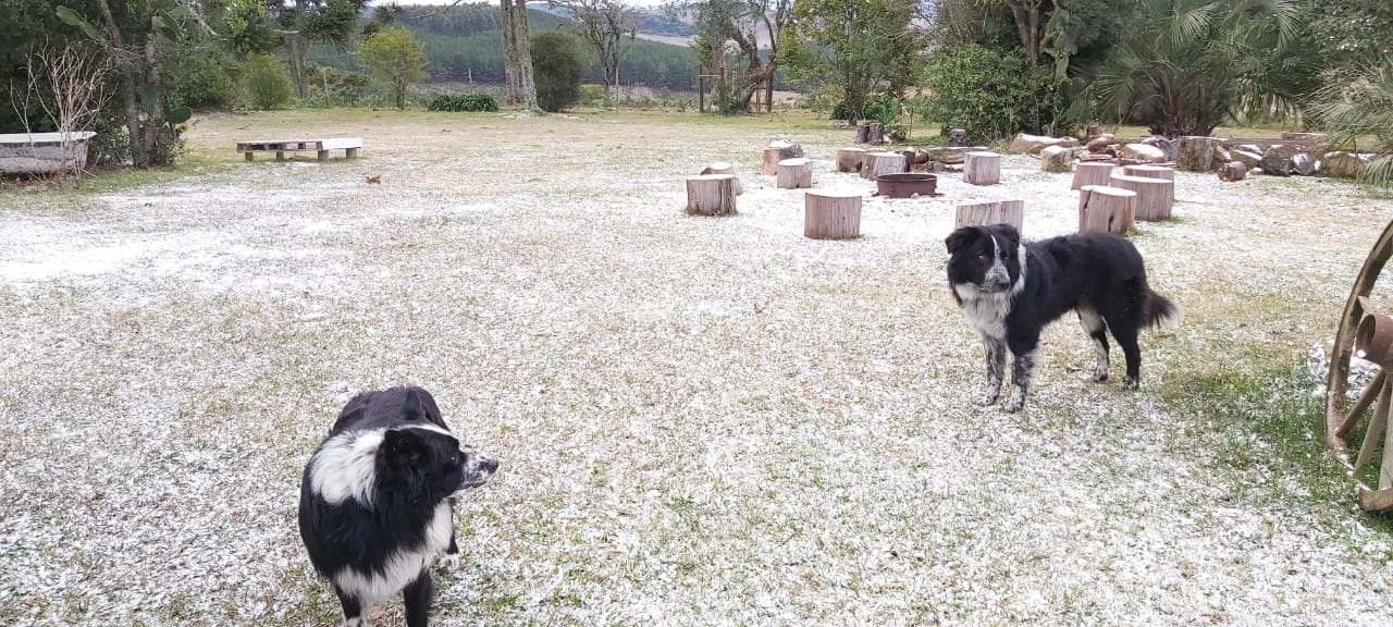 Prefeitura de Lages  Curso gratuito de primeiros socorros para animais domésticos terá segunda edição pelo Programa Qualifica Melhor Lages em agosto 