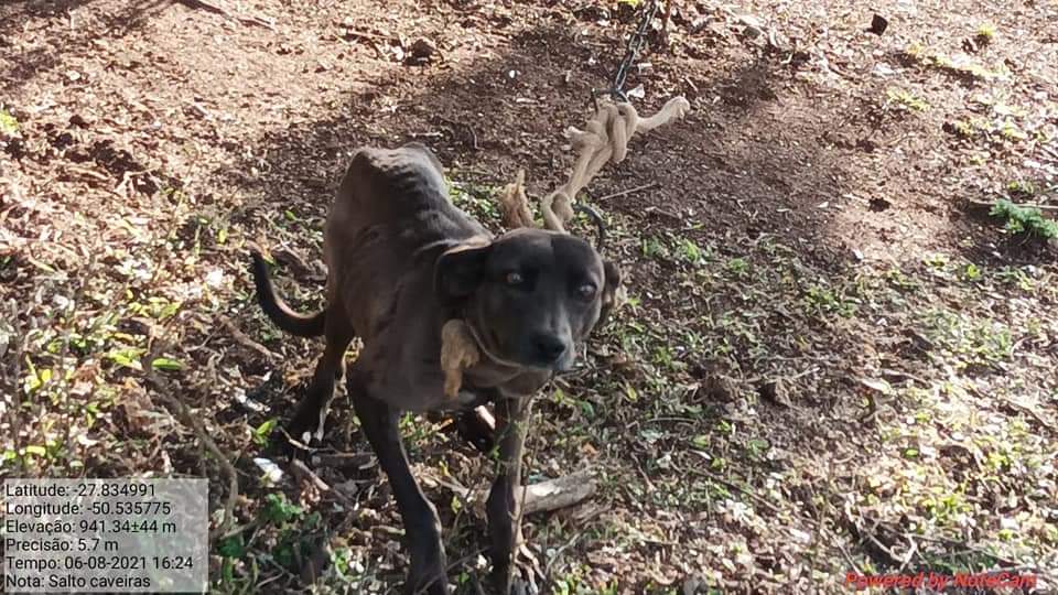 Prefeitura de Lages Prefeitura e Polícia Militar atendem ocorrência de maus-tratos a animais em Lages