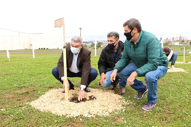 Prefeitura de Lages Dia da Árvore: Prefeitura lançará projeto de plantio de mudas de árvores frutíferas