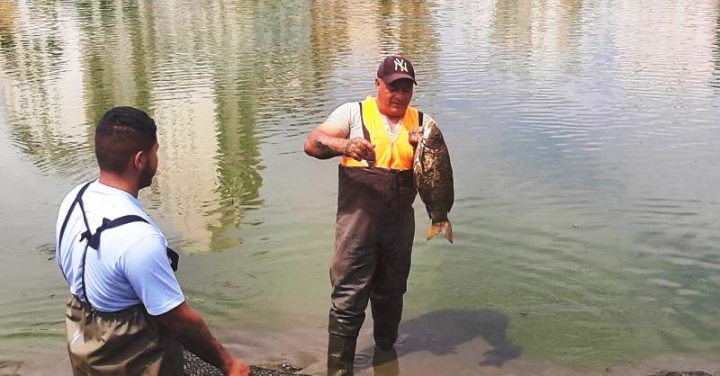 Prefeitura de Lages Muitos peixes e Carpa de 4,5kg na limpeza do Tanque