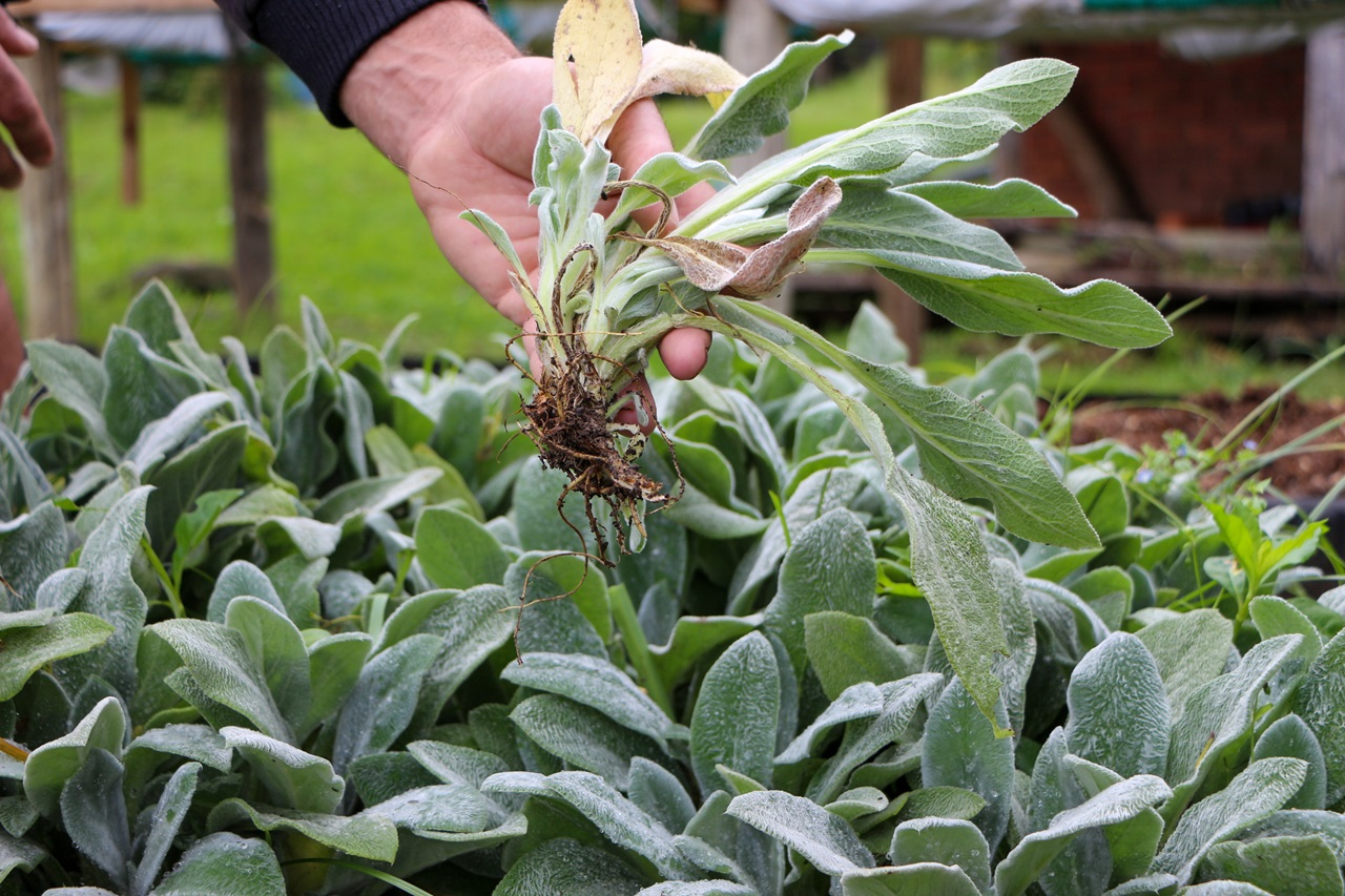 Prefeitura de Lages Projeto inclui plantas alimentícias não convencionais nas hortas escolares