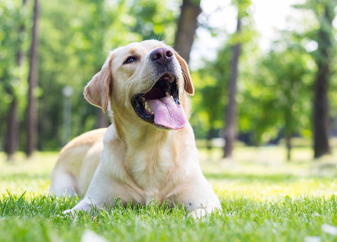 Prefeitura de Lages Município institui o Dia dos Protetores dos Animais em Lages 