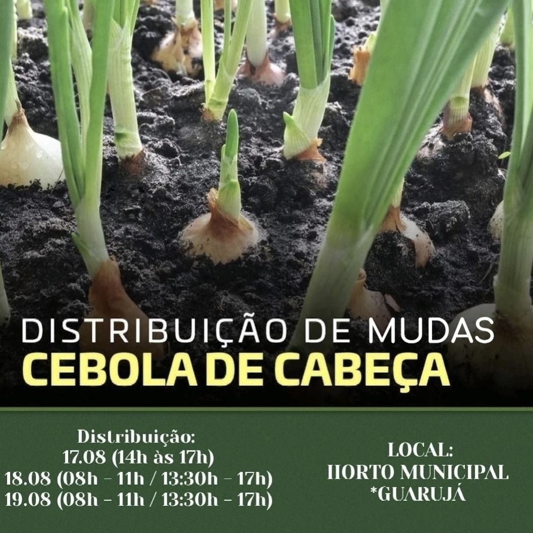 Prefeitura de Lages Horto Municipal irá distribuir mudas de cebola de cabeça nesta semana