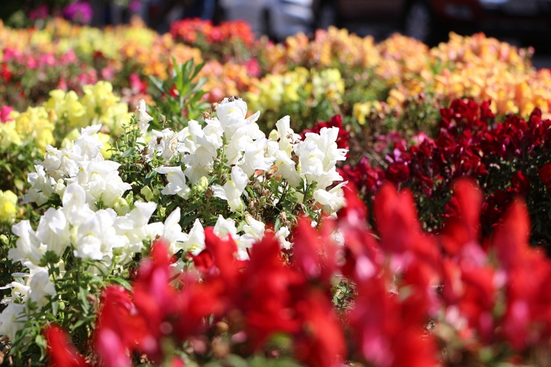 Prefeitura de Lages Espécies de flores de verão colorem os canteiros públicos de Lages