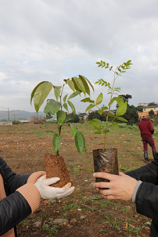 Prefeitura de Lages Área de recuperação ambiental da avenida Ponte Grande recebe 200 mudas de árvores nativas