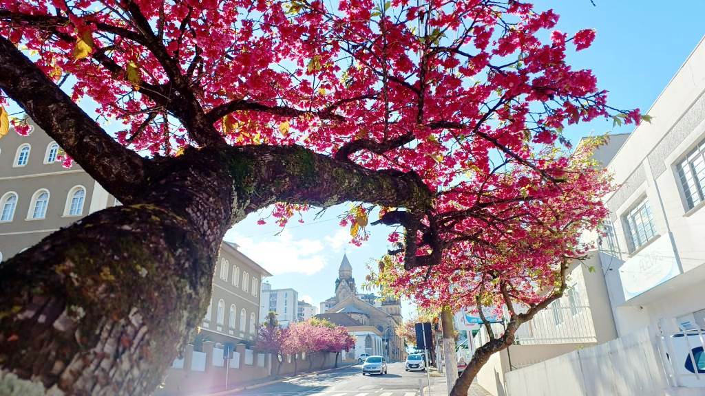 Prefeitura de Lages Blog da Prefa: O espetáculo das cerejeiras japonesas da Frei Gabriel