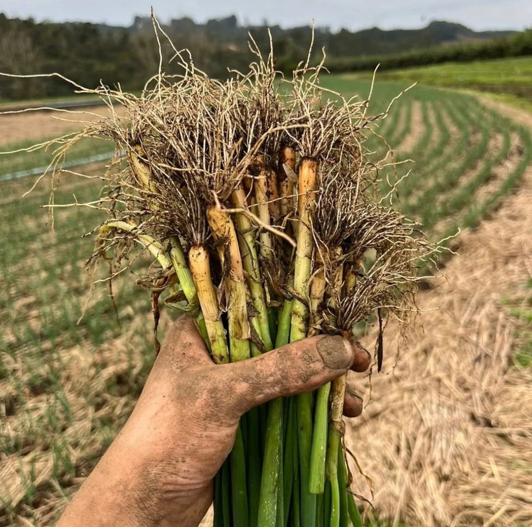 Prefeitura de Lages Secretaria de Agricultura e Pesca vai distribuir mudas de cebola de cabeça