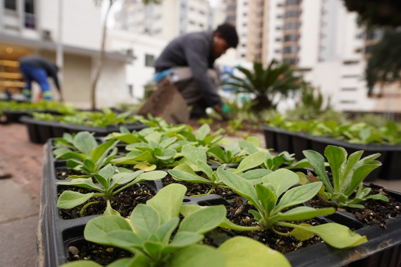 Prefeitura de Lages Meio Ambiente planta mudas de flores produzidas no Horto Municipal