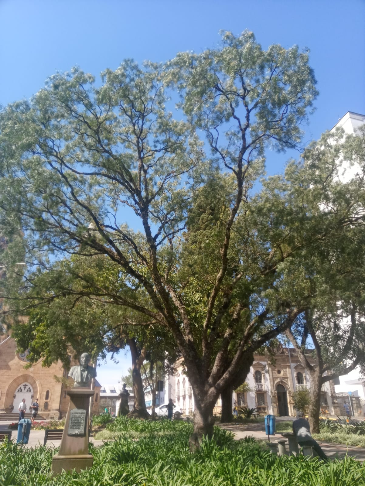 Prefeitura de Lages Praça da Catedral têm árvores do bioma Mata Atlântica