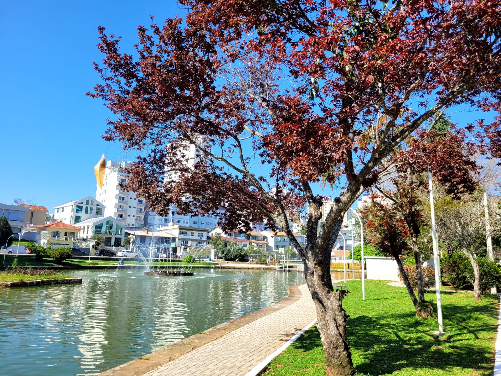 Prefeitura de Lages Dia da Árvore em Lages será realçado com plantio de árvores, oficina de poda, exposição de materiais botânicos, distribuição de mudas e atividades lúdicas 