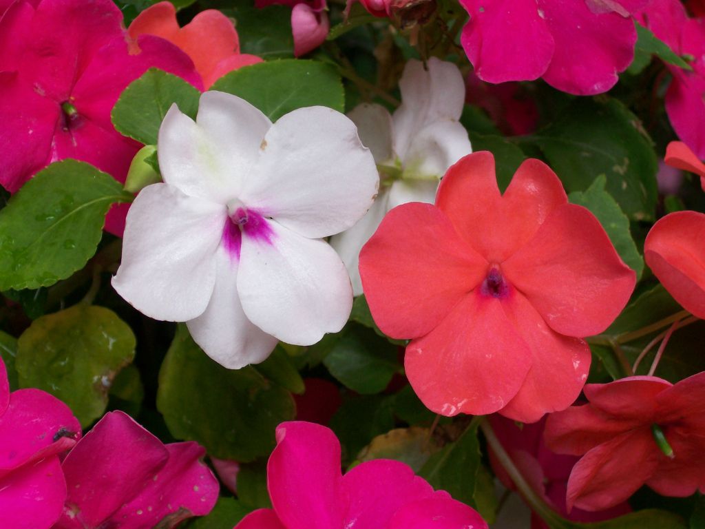 Prefeitura de Lages Secretaria de Serviços Públicos e Meio Ambiente homenageia mulheres no Outubro Rosa com entrega de 500 mudas de flores nesta quarta-feira no Calçadão da Praça João Costa 