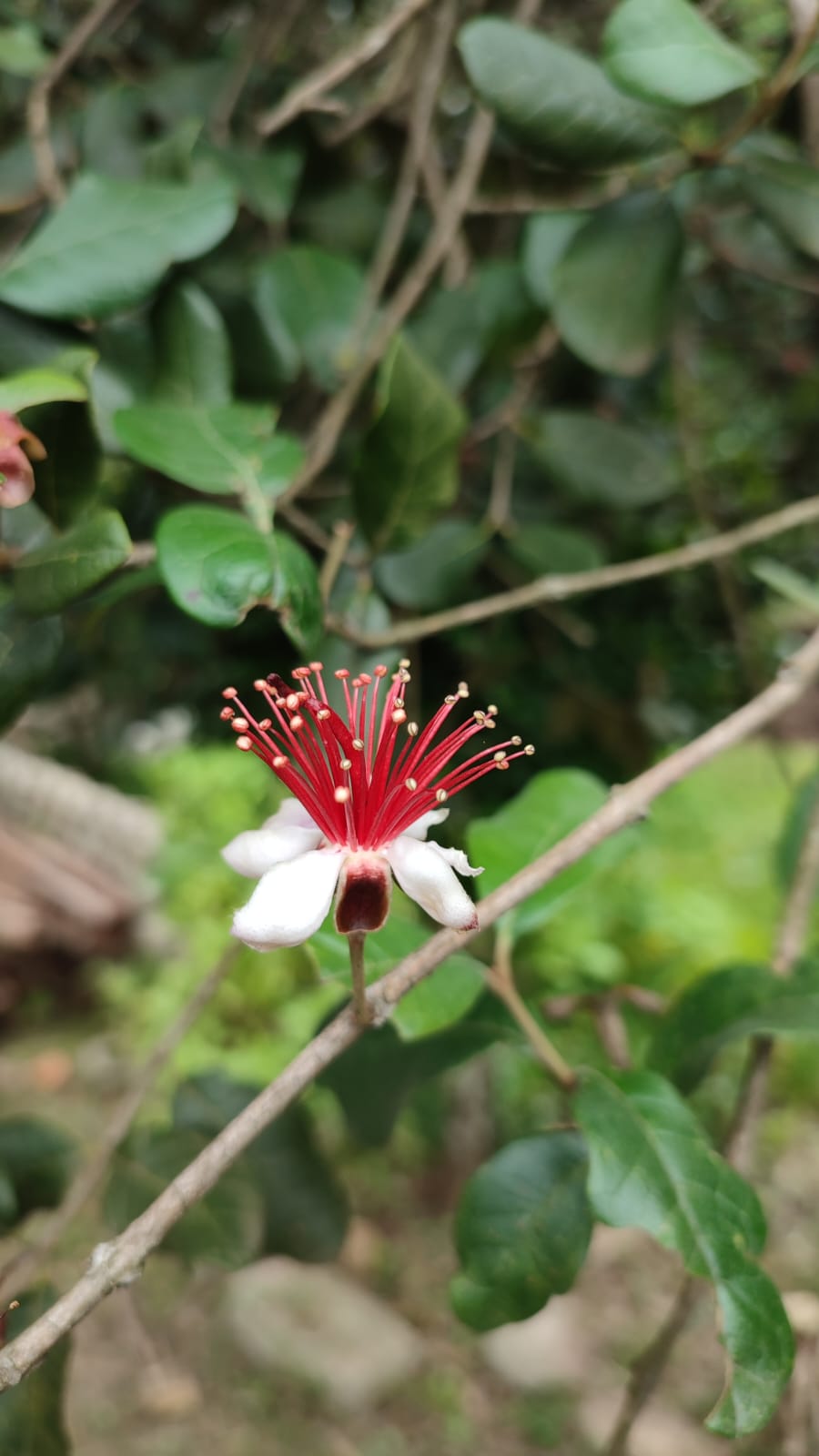 Prefeitura de Lages Horto das Flores passa por revitalização com descoberta de novos exemplares nativos e implantação de orquidário 