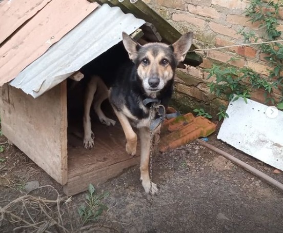 Prefeitura de Lages Fiscalização da Gerência de Vida Animal, da Secretaria do Meio Ambiente, constata crime de maus-tratos a sete cães em Lages e cidadão é detido pela Polícia Militar