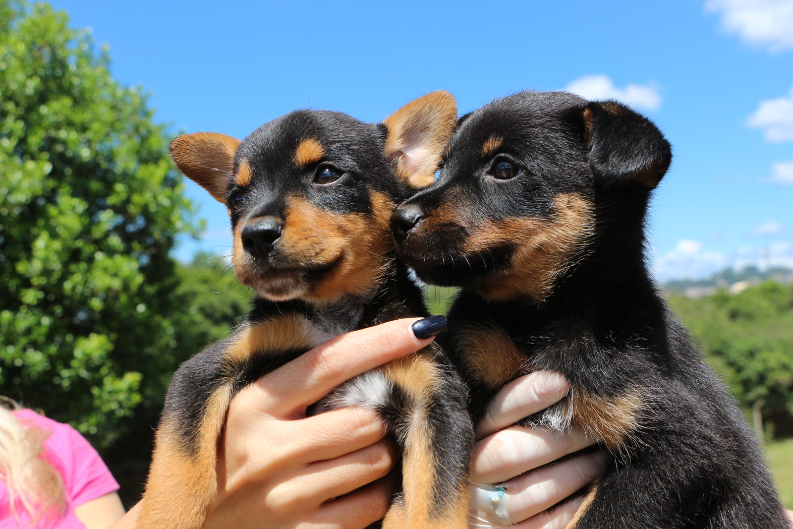 Prefeitura de Lages Centro de Controle de Zoonoses de Lages conta com cães e gatos disponíveis para adoção responsável