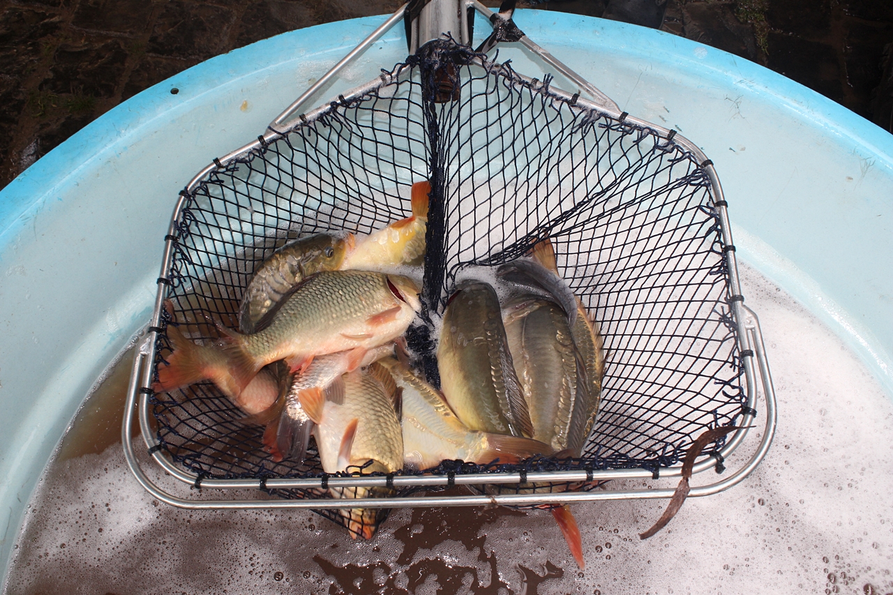 Prefeitura de Lages Programa Peixe na Mesa terá a primeira feira com valor acessível nesta quinta-feira 