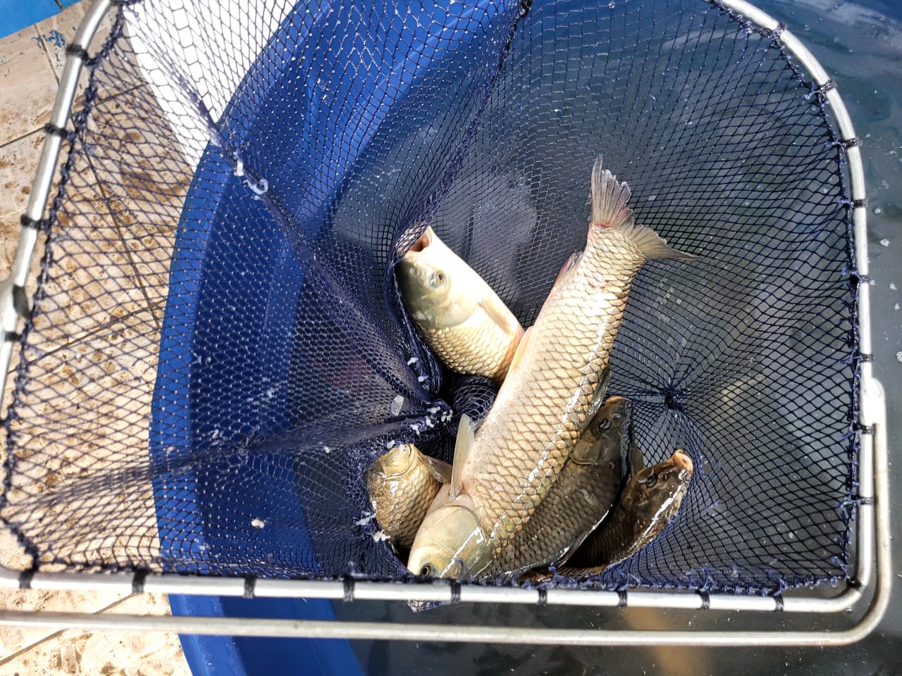 Prefeitura de Lages Terceira edição da feira Peixe na Mesa será realizada nos bairros São Pedro e Santa Helena