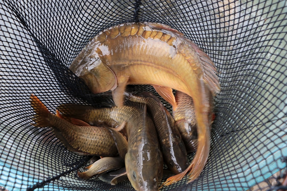 Prefeitura de Lages Tradicional Feira do Peixe Vivo será nesta semana no Mercado Público de Lages