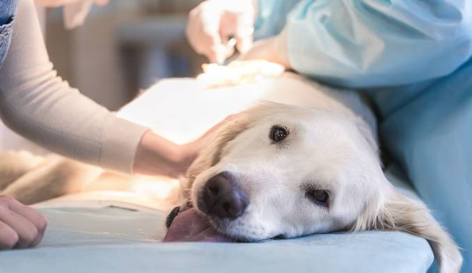 Prefeitura de Lages  Secretaria de Saúde de Lages inicia credenciamento de clínicas veterinárias para castração de cães e gatos