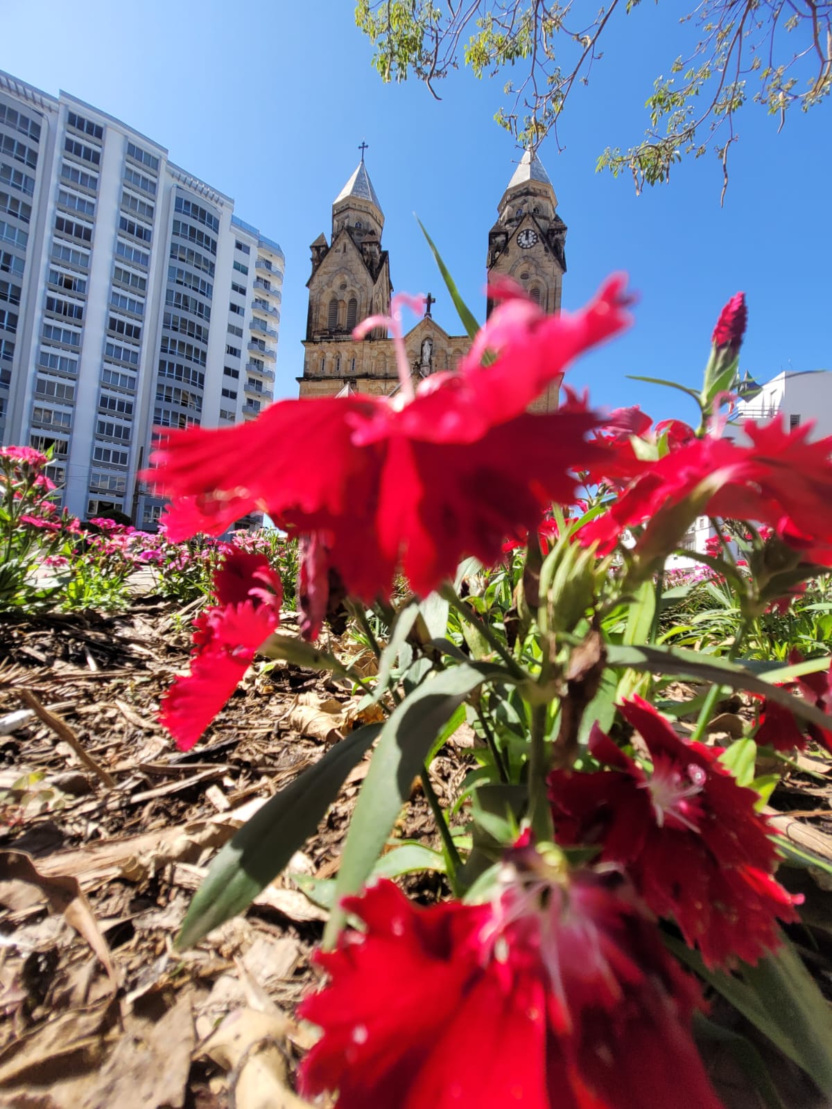 Prefeitura de Lages Sol reaparece e cores das flores ficam ainda mais evidentes e vivas nos espaços públicos de Lages 