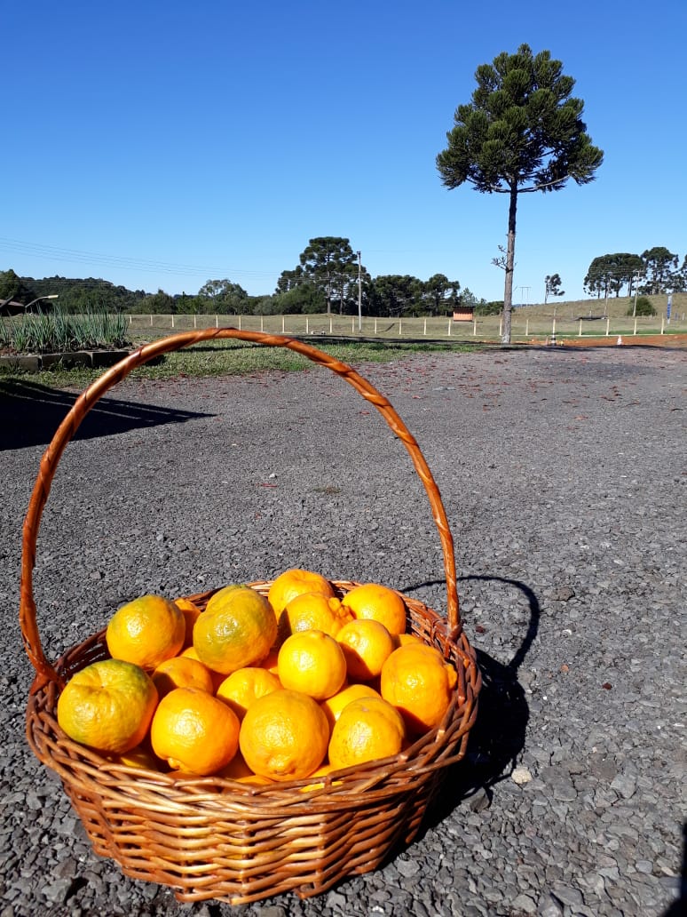 Prefeitura de Lages Agricultores e pecuaristas devem obedecer ao prazo de 31 de março para renovação de seu Bloco de Produtor Rural e estar atentos às informação sobre implantação da Nota Fiscal Eletrônica 