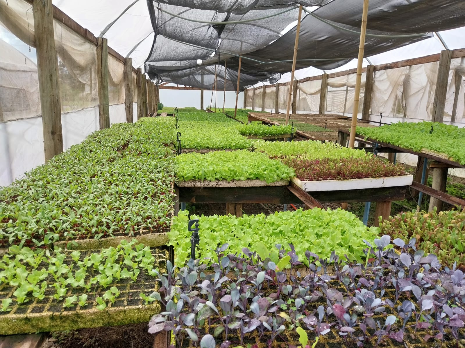 Prefeitura de Lages Quinta-feira é dia do Programa Cultivar