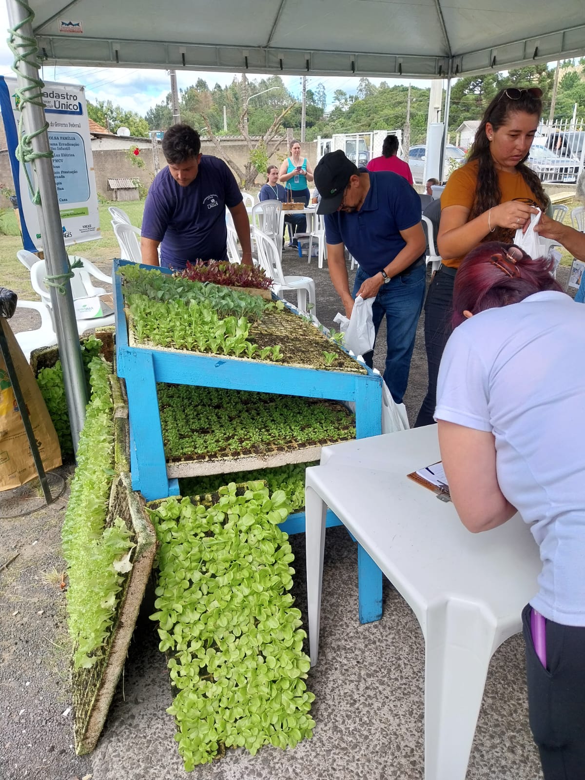 Prefeitura de Lages Projeto Cultivar: Hortas caseiras são incentivadas com distribuição gratuita de mudas de hortaliças